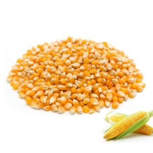 Maize