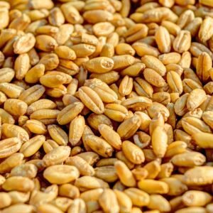 Wheat